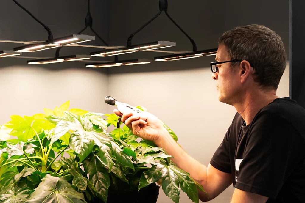 A Comprehensive Guide To Effectively Using LED Grow Lights For Indoor Plants
