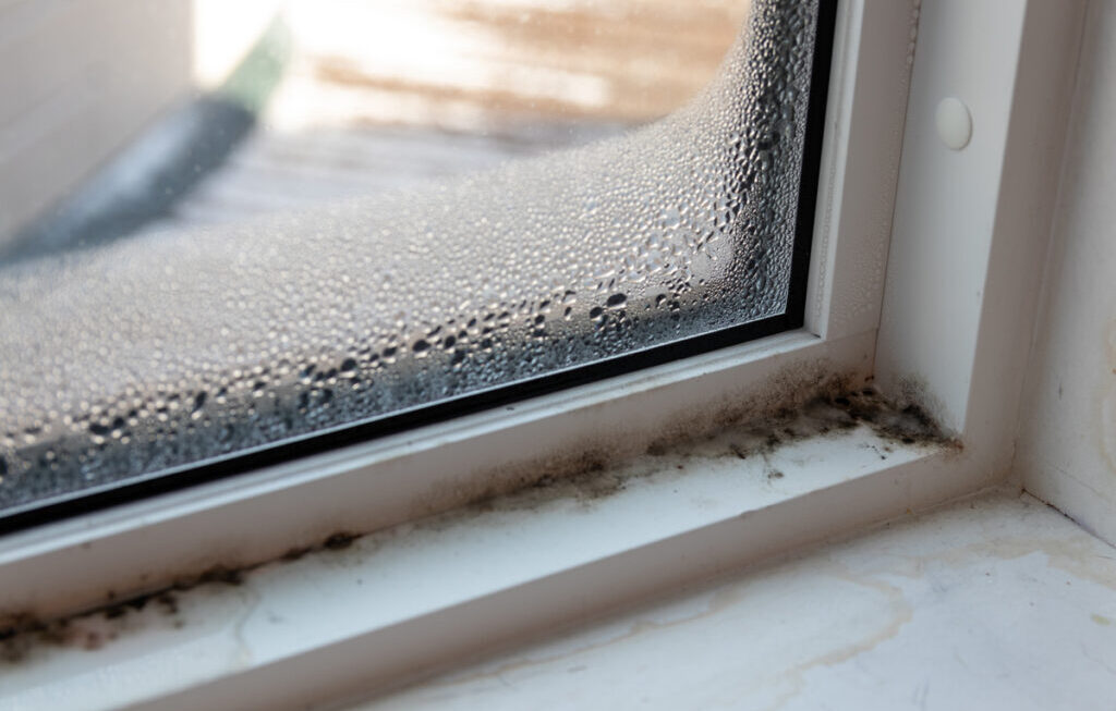 Understanding The Impact Of Mold On Your Home