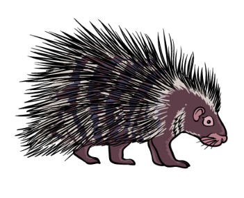 Draw a Porcupine – A Bit by bit Guide